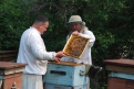 В нынешнем году у пчеловодов много поводов для беспокойства.