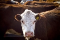 Амурчане присмотрели в Австралии 3 тысячи коров