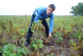 Небогатый урожай в Белогорском районе — исключение. Картошки вырастили более чем достаточно.