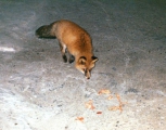 В Зее на одном из предприятий завелась дикая ручная лисица