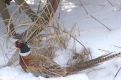 Снежная зима вынудила фазанов сменить место обитания.