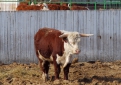 50 000 особей достигнет маточное поголовье элитного мясного скота в Приамурье к 2015 году.