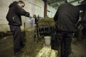 Работники предприятия набивают мешки соломой и овсом с проросшей грибницей.