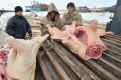 Потратив полдня на разделку мяса, рабочие получили по тысяче рублей.