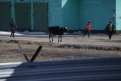 В момент визита журналистов АП на ферму по территории гуляли несколько коров.