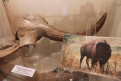 Такие бизоны водились в Амурской области 20 тысяч лет назад.