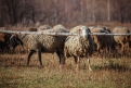 В сентябре у Алеканкиных почти 100 овец просто растворились в воздухе.