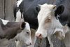 В амурской Усть-Ивановке на ферме нашли 12 трупов жеребят и коров