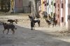 В Тындинском районе свора собак напала на шестилетнюю девочку