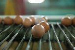 Не простое, а золотое: почему дорожает куриное яйцо и снижается на него спрос