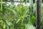 «Нечистая сила» на амурской кукурузе: как бороться с вирусом закукливания