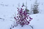 В Тындинском округе на цветущий багульник выпал майский снег