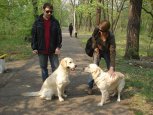 Как помочь трусливому псу: советы хозяевам собак, которые боятся прогулок на улице и гостей в доме
