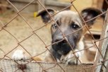 Штрафы за самовыгул собак и школьные уроки добра планируют ввести в Амурской области