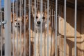 «Горячие сердца» обновили домики для животных. Фото: Владимир Воропаев