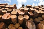 В прошлом году из Амурской области вывезли больше 270 тысяч кубометров леса