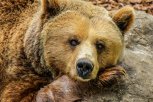 Решение о прекращении уголовного дела о нападении циркового медведя в Пояркове пересмотрят