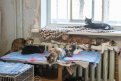 Жители Приамурья в прошлом году 1200 раз были недовольны владельцами собак и кошек. Фото: Архив АП