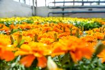 На клумбах Благовещенска высадят более 320 тысяч цветов