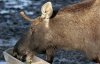 В Шимановском районе браконьер убил беременную лосиху