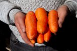 Вредная морковка: из Китая в Приамурье завезли овощи с превышением уровня нитратов