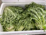 На прилавках амурских магазинов впервые появился свежий салатный цикорий