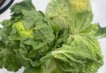 В Приамурье из Китая привезли капусту и салат с опасными цветочными трипсами