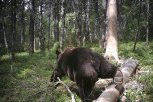 Амурские медведи не злые и любят делать селфи: 15 фото хищников в Зейском заповеднике