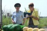 Торговлю дынями и арбузами в антисанитарных условиях пресекли в Благовещенске