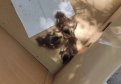 Спасатели ГОЧС доставили в приют спасенных птенцов утки-мандаринки. Фото: admblag.ru