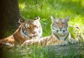 В Архаринском округе заметили тигрицу с тигренком. Фото: amurohota.amurobl.ru