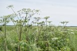 Ядовитый борщевик захватывает Амурскую область: растение распространяется на сельхозземлях