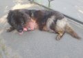 В Амурской области ищут хозяина для измученной собаки. Фото волонтеров «Шанс Белогорск»