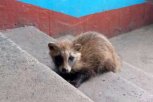 Жители многоэтажки в Завитинске нашли на лестничной площадке енотовидную собаку
