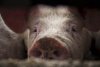 Вспышки африканской чумы свиней зафиксировали в Амурской области