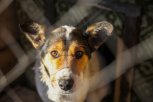 Приют для собак в Приамурье выиграл губернаторский грант на три миллиона рублей
