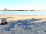 Художница из Хэйхэ на берегу Амура выложила из гальки изображение черного дракона (фото)
