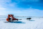 Свободненцев на новогодних каникулах приглашают покататься на нартах с хаски