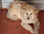 Более трех тысяч безнадзорных собак отловили в Амурской области