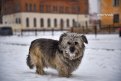 Минимальный штраф за укус от собаки — 10 тысяч рублей. Фото: Алексей Сухушин
