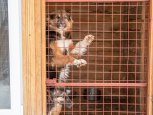В селе Лермонтовка начинается прием безнадзорных собак в новом приюте