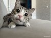 И снова «Мяу»: на фотоконкурс АП «Мартовский кот» прислали почти 400 снимков