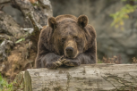 В Приамурье открылся весенний сезон охоты на бурого медведя