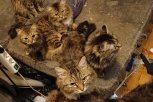 22 кошки на 20-ти квадратных метрах: в Благовещенске спасают истощенных животных (видео)