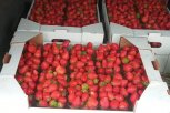Житель Ивановского округа собирает урожаи ягод на дальневосточных гектарах