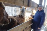 Анализы на бруцеллез в Приамурье сдадут почти 3,5 тысячи лошадей