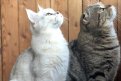 Бася и Бруно, п. Токур / Конкурс «Мартовский кот»