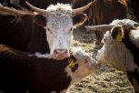 Более 38 тысяч прививок от ящура поставили животным в Приамурье