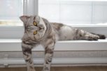Житель Благовещенска заплатит штраф за кричащего от скуки кота