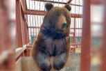 Мёд для мишки и яблоки для макаки: Амурский биолого-туристический центр принимает еду для питомцев